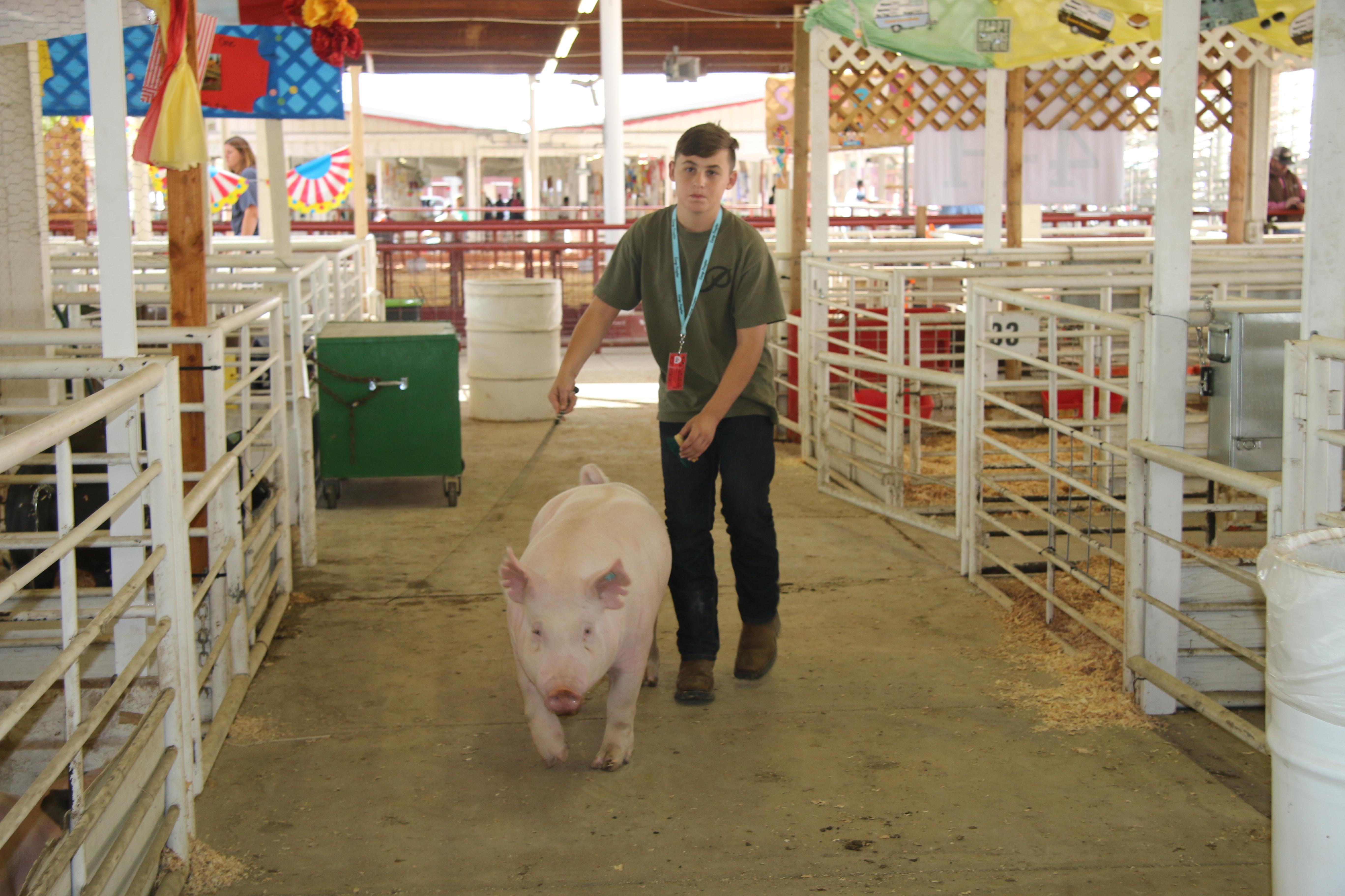 Frontier student with swine project