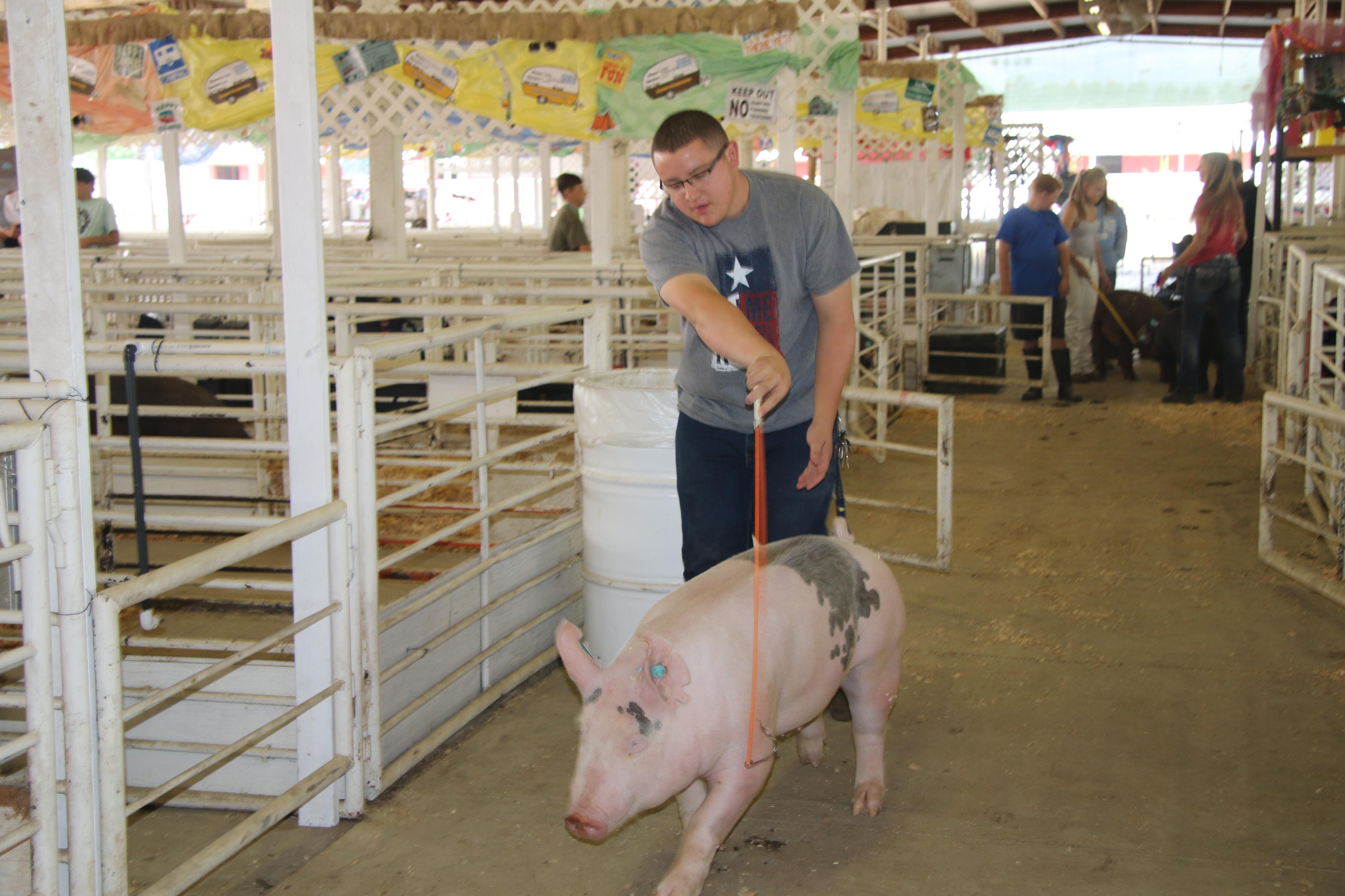 FFA student with market swine